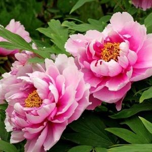 Meet your Posher, Annette